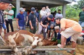 Bupati Bintan Serahkan Bantuan Sapi Kurban Presiden Prabowo untuk Masyarakat