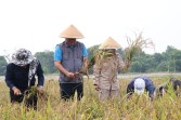 Panen Padi Demplot PM-AAS, Pemkab Bintan Dorong Penguatan Ketahanan Pangan Mandiri
