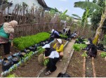Dari Lahan Sederhana Menuju Ketahanan Pangan, KWT Siji Sembada Panen Perdana