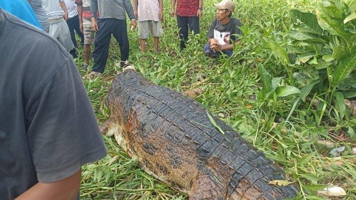 Viral di Medsos, Buaya Raksasa Muncul di Pemukiman Tembeling Tanjung Bintan Kepri