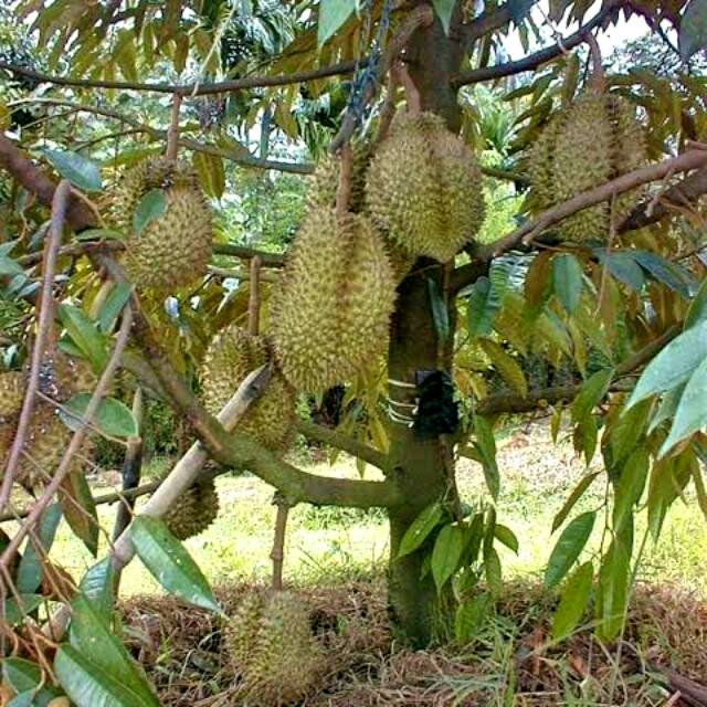 Seumpama Pohon Durian