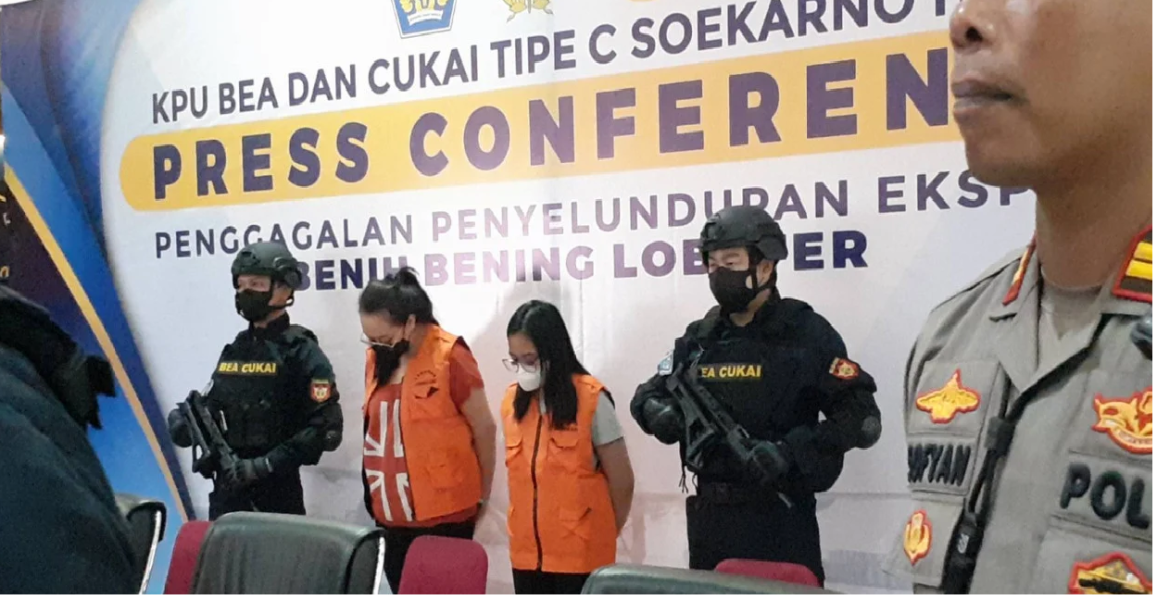 Sudah di Pesawat Dua Wanita Diturunkan Ketahuan Selundupkan Benih Lobster Senilai Rp 9,8 Miliar