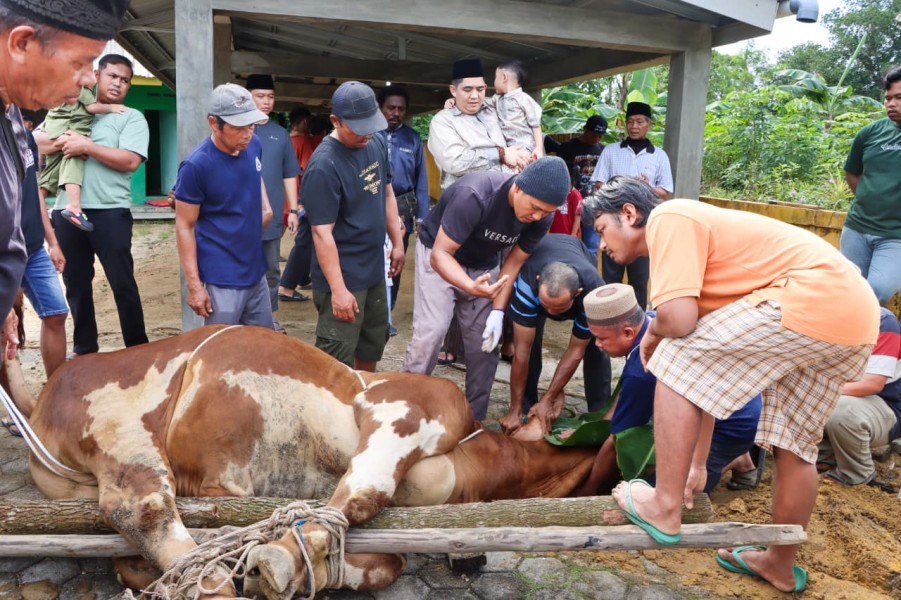 Bupati Bintan Serahkan Bantuan Sapi Kurban Presiden Prabowo untuk Masyarakat