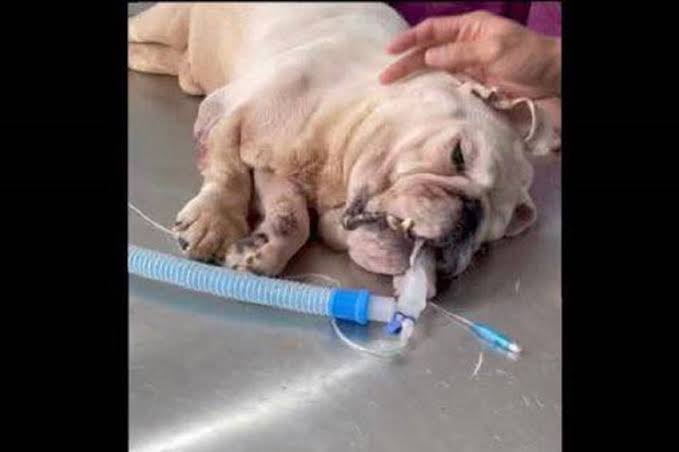 Anjing Maxi Tewas Ditelantarkan Pet Shop, 25 Ribu Orang Buat Petisi