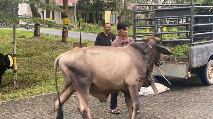 Kapolda Kepri Irjen Yan Fitri Halimansyah Kurban 34 Sapi Buat Warga Batam