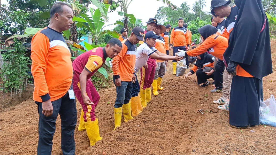 Kejar Swasembada Pangan, Kelurahan Tarempa Manfaatkan Lahan Tidur