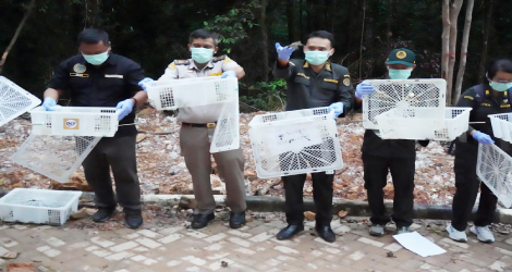 Karantina Kepri dan BKSDA Lepasliarkan 1.200 Burung Pipit di Batam