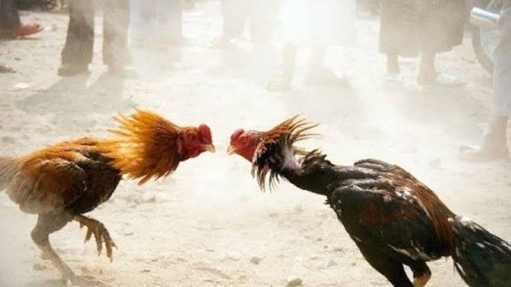 Polisi Gerebek Lokasi Judi Sabung Ayam di Batam, 8 Orang Jadi Tersangka