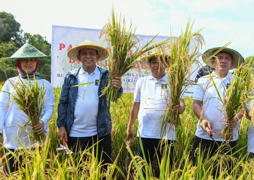 Program Pembina Narapidana Rutan Kelas 1 Panen Padi Perdana