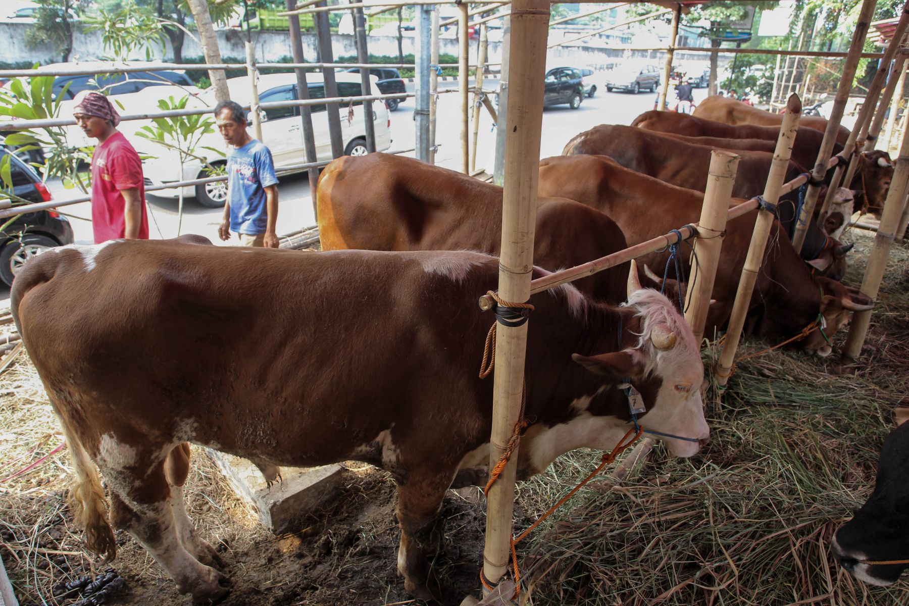 Batam Datangkan Ternak dari Lampung Atasi Kekurangan Hewan Kurban