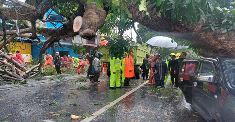 Pohon Tumbang Timpa Dua Mobil di Jalan Engku Putri Tanjungpinang