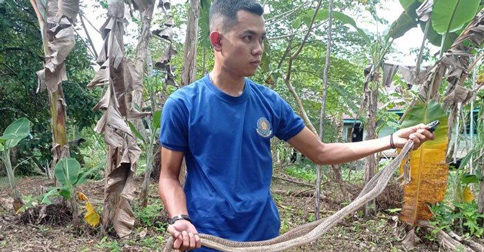 Petugas Damkar Lingga Amankan 2 Ekor Ular Kobra dari Pemukiman Warga